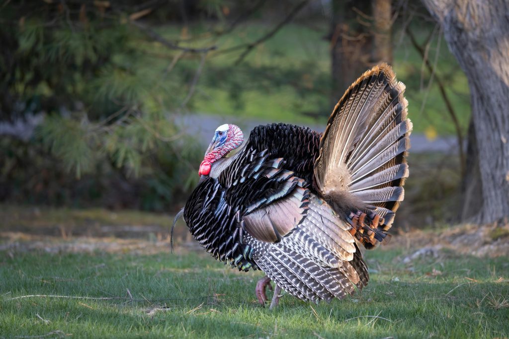 Un dindon sauvage déployant ses plumes dans un cadre naturel à Southborough.
